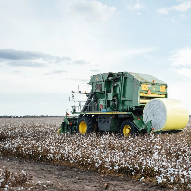 Cotton Field