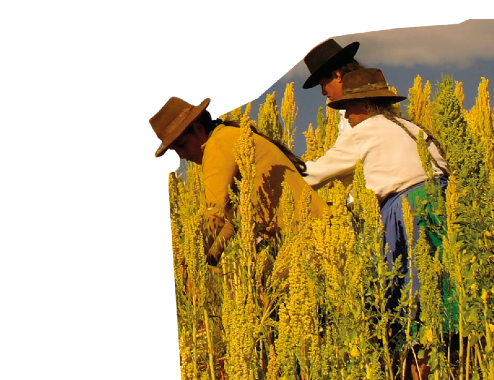 People from Peru farming quinoa