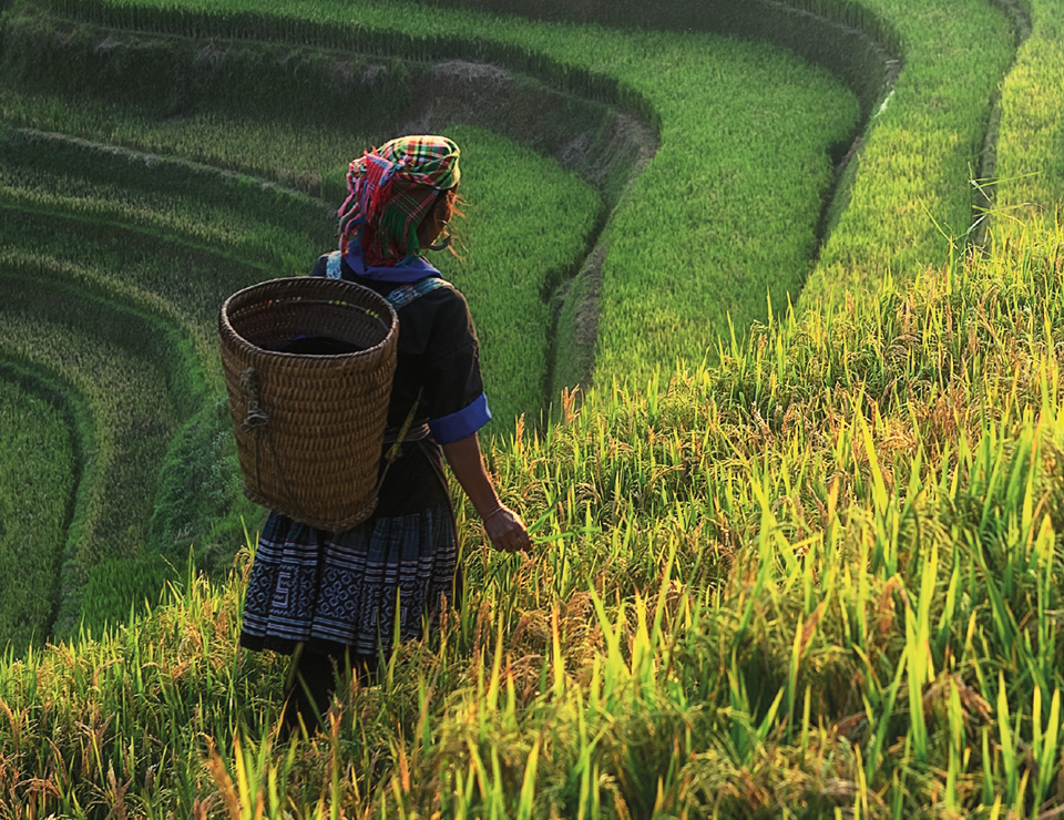 Person in rice paddy 