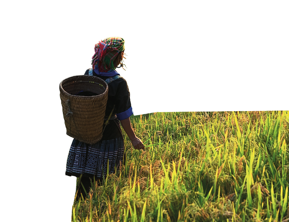 Person in rice paddy 