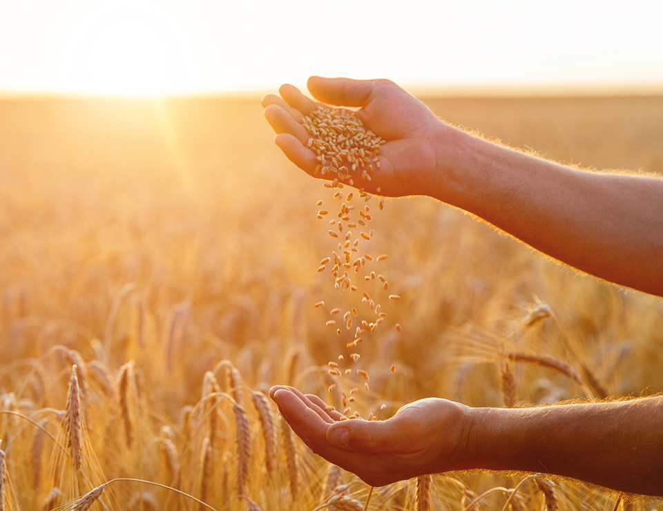 Grain in hand