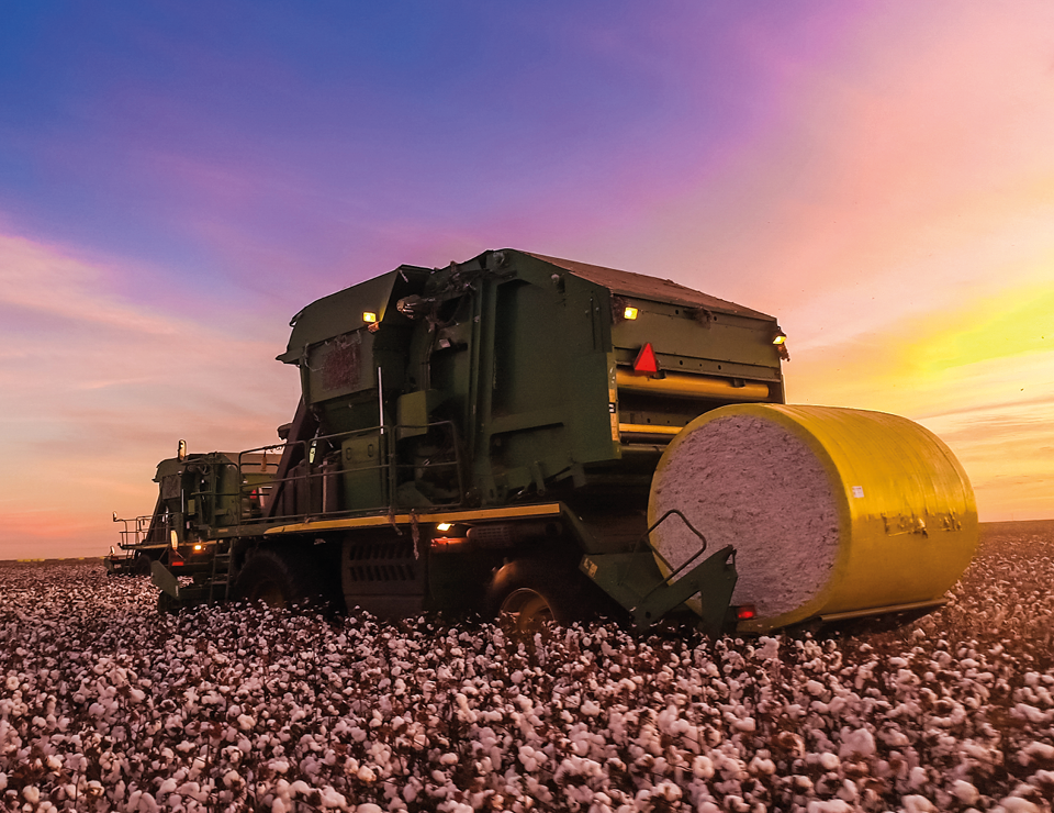 Cotton harvest at sunset