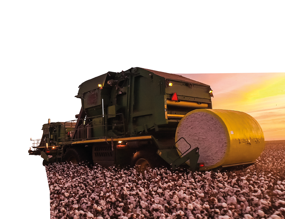 Cotton harvest at sunset