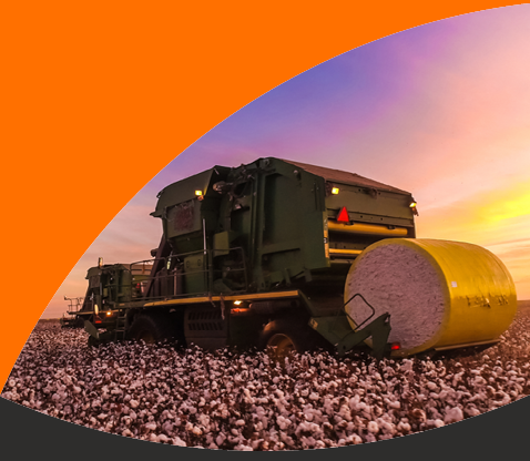 Cotton harvest at sunset