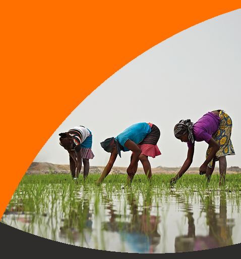 People picking rice in a paddy