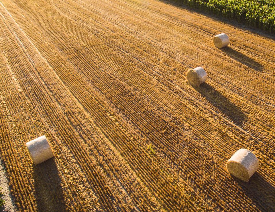 wheat bales in a field