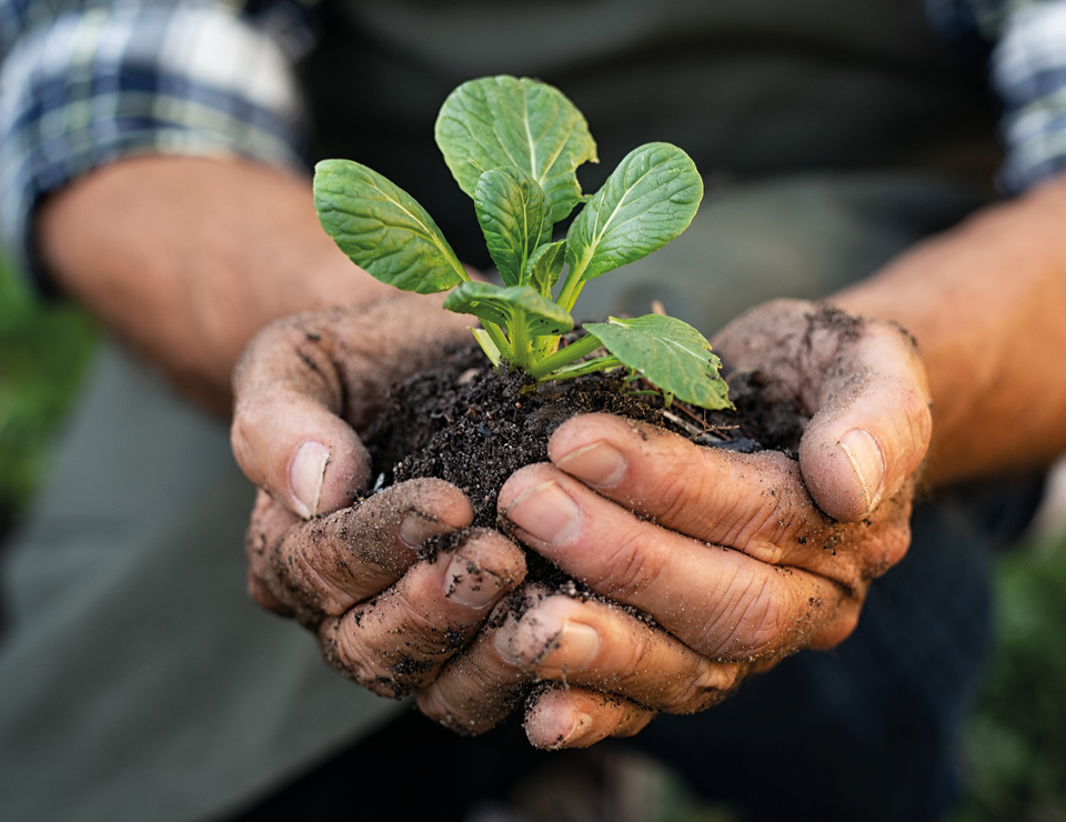 Plant in a person's hand