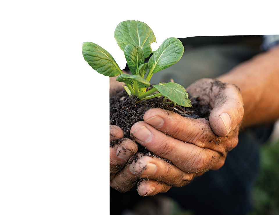 Plant in a person's hand