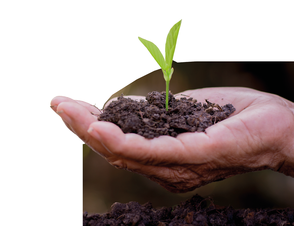 Plant growing in a hand