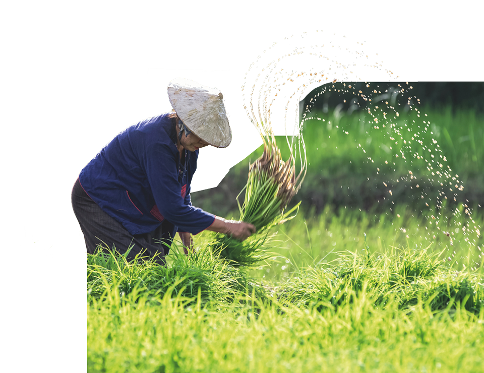 Rice growing in Vietnam