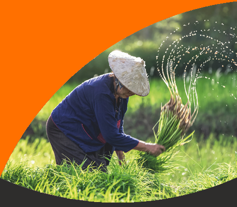 Rice growing in Vietnam