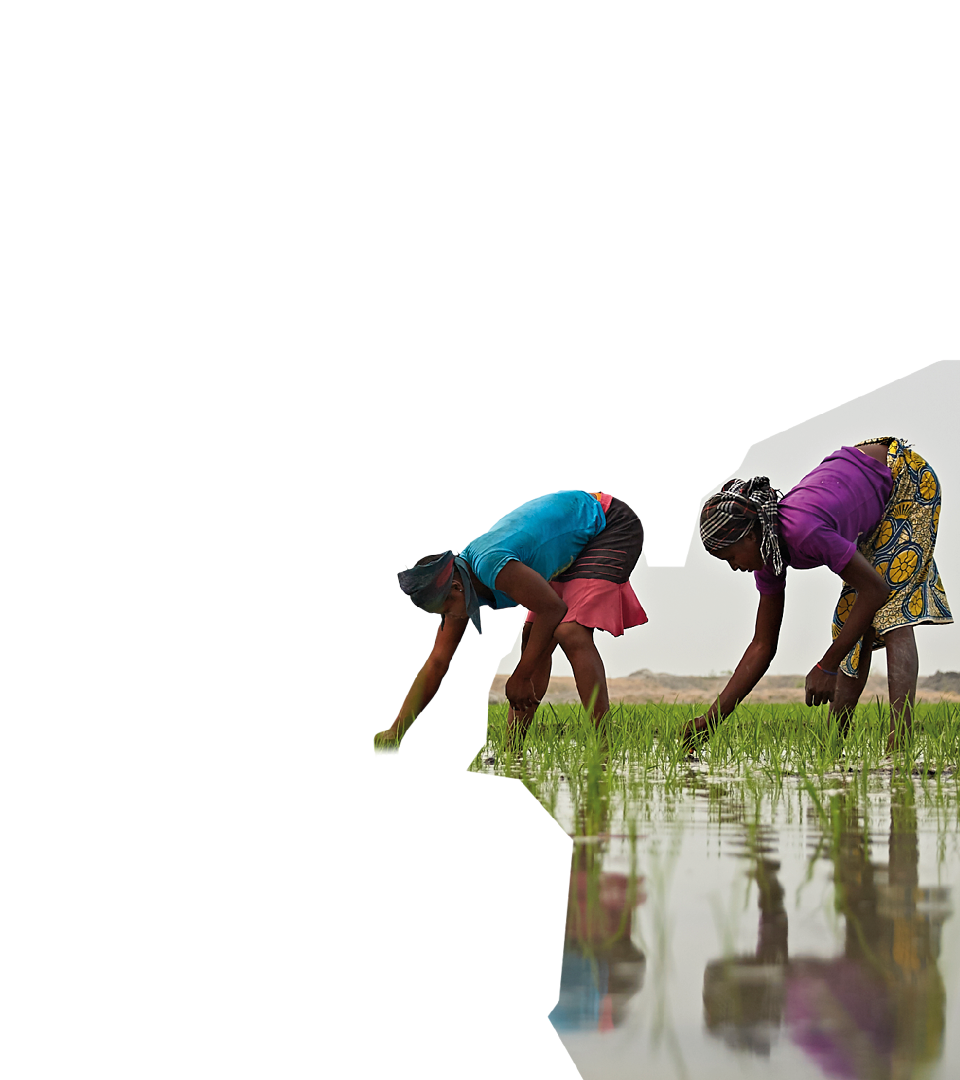 People picking rice in a paddy