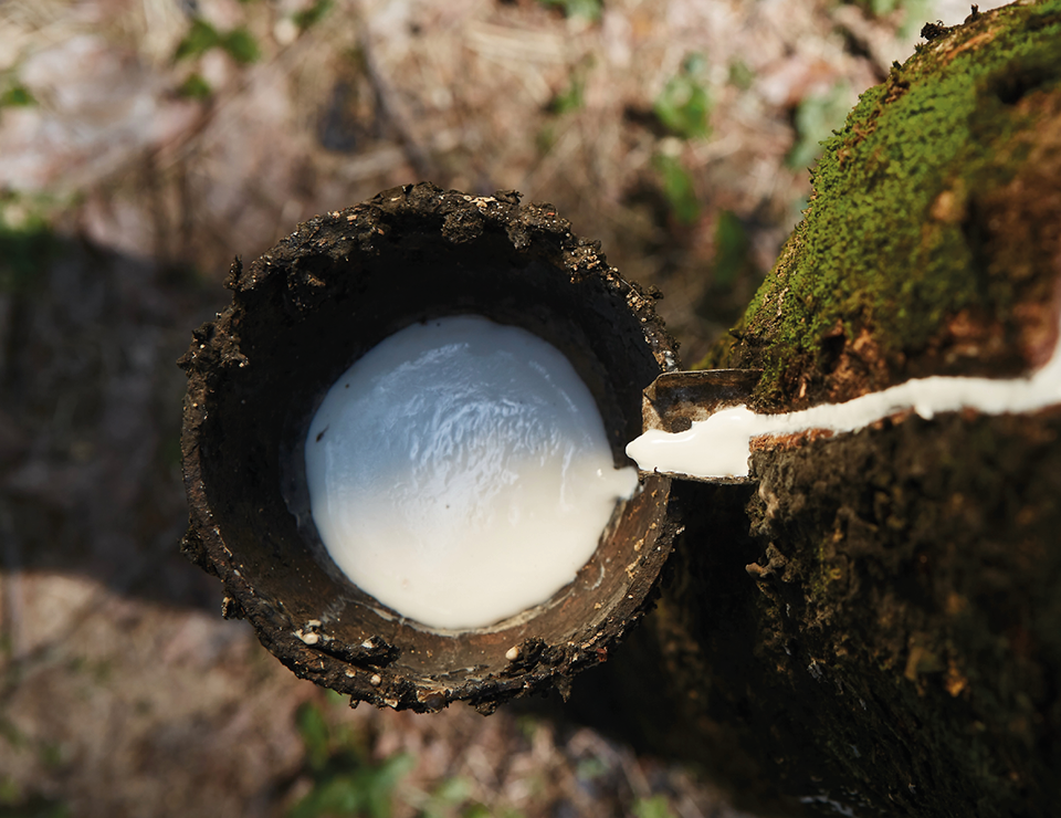 Rubber harvesting