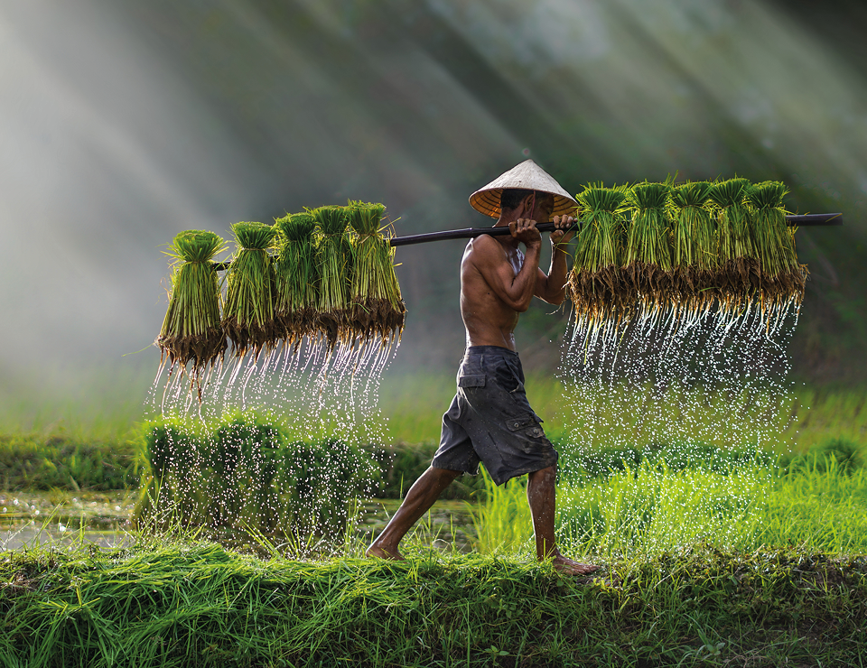 Rice collector in thailand