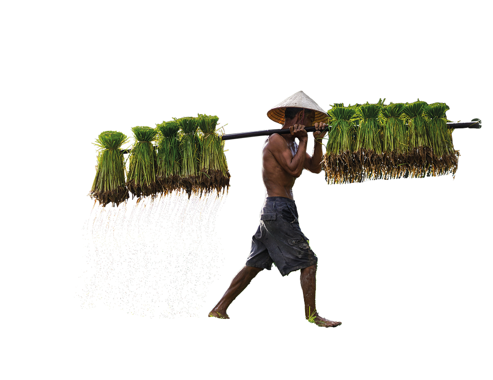 Rice collector in thailand