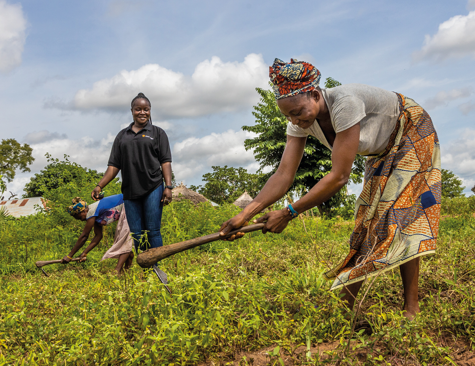 Sesame farmers harvesting in Nigeria