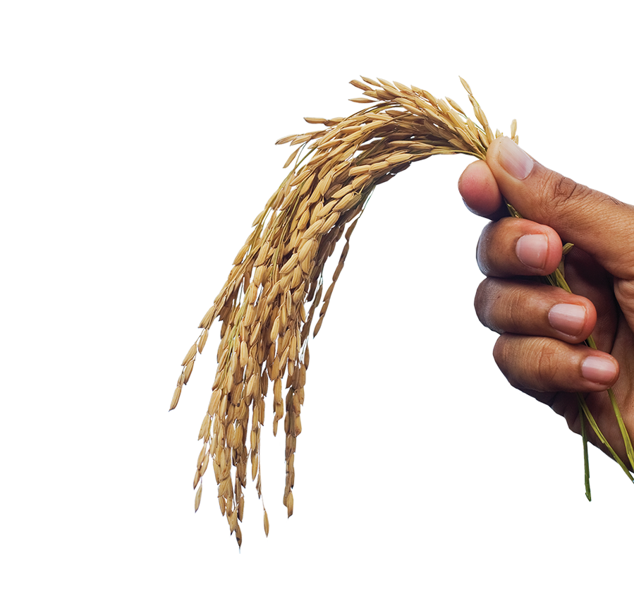 Grain in hand