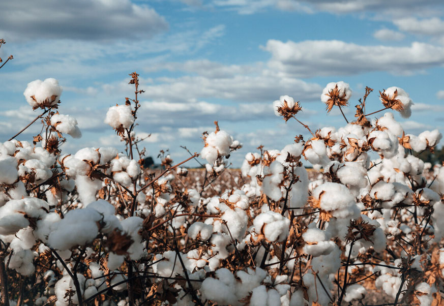 cotton growing in a field