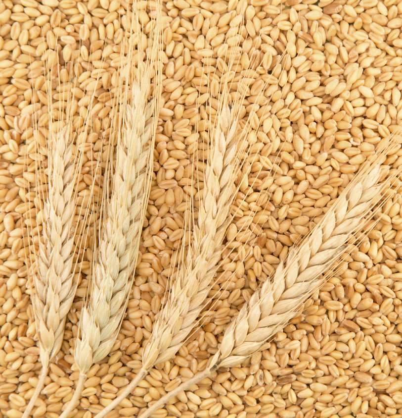 Grains
