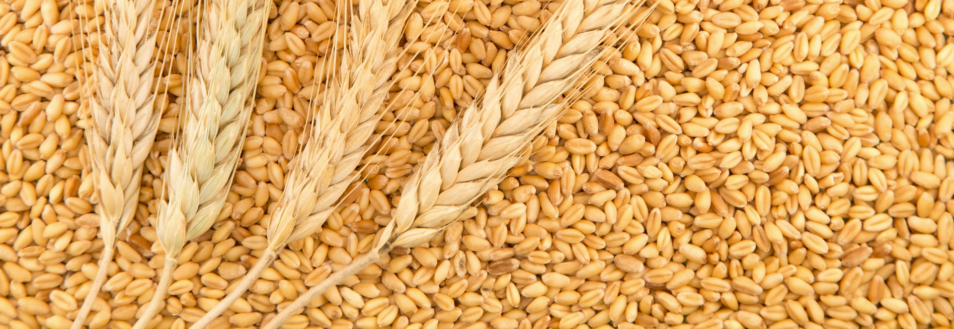 Grains