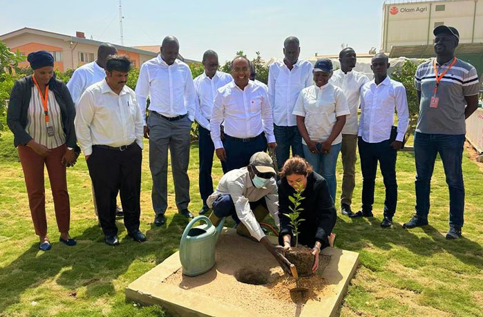 Tree Planting to Tackle Climate Change