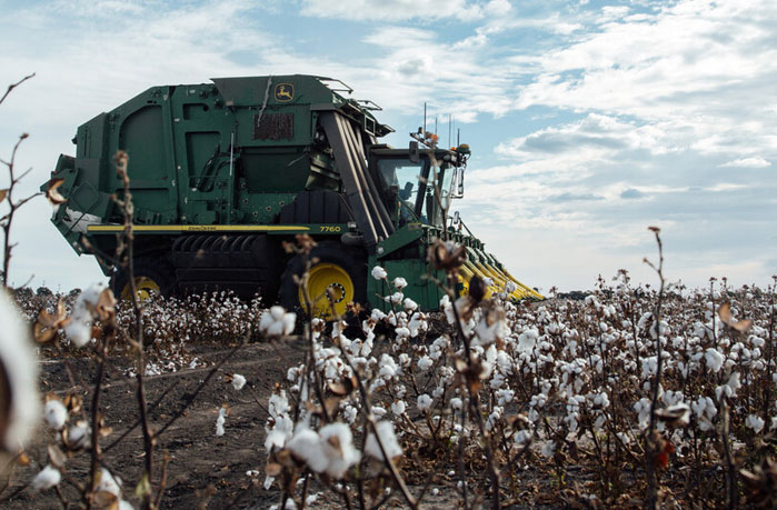Cotton harvest usa