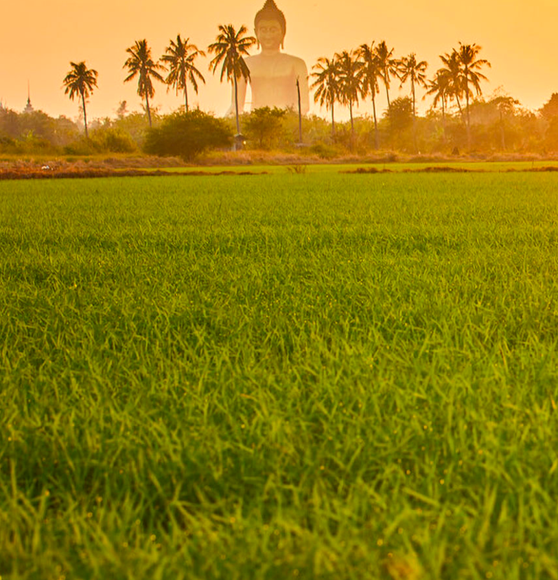 Rice in Vietnam