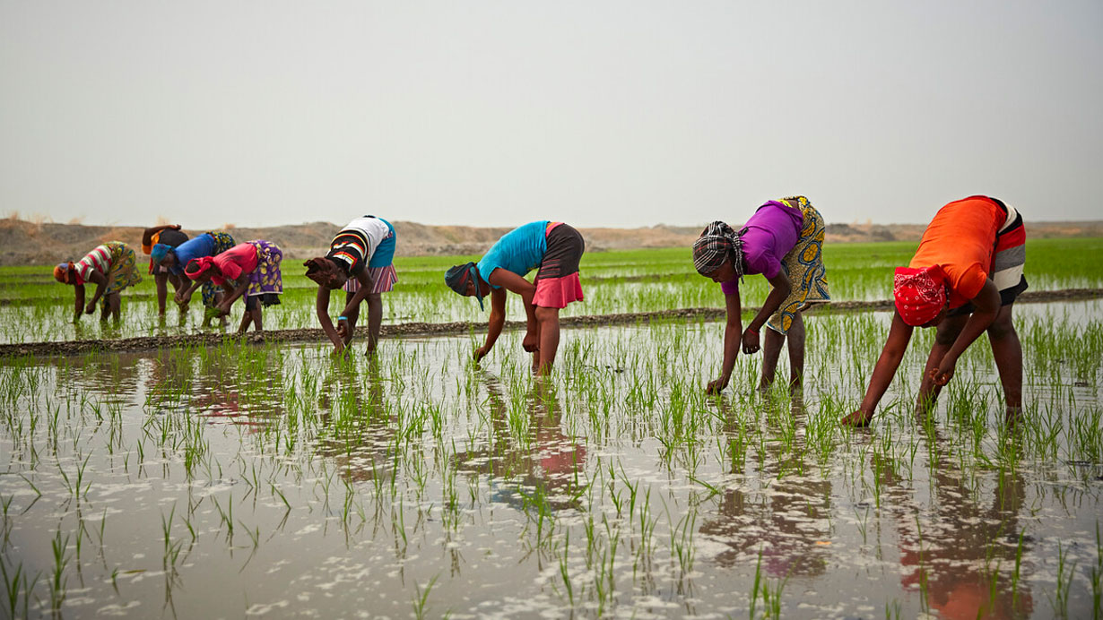 Sustainable Rice Production