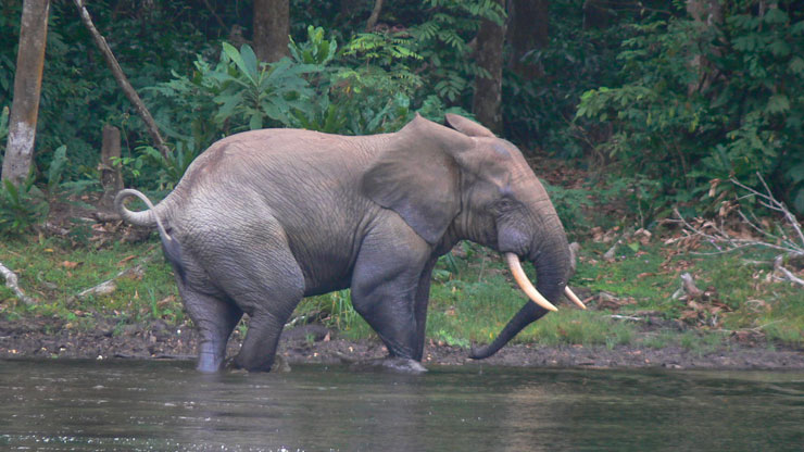 Protecting Wildlife