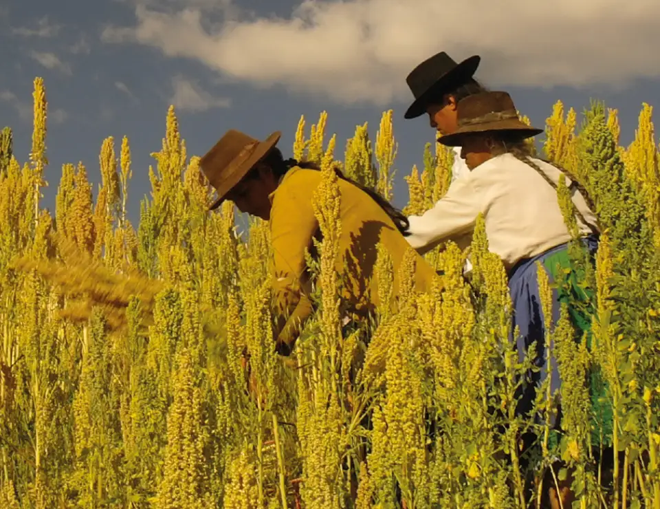People from Peru farming quinoa