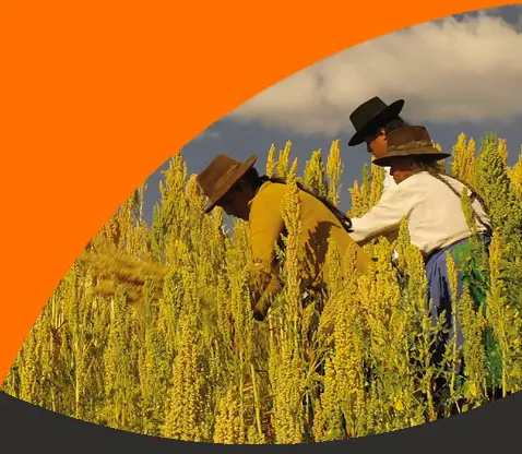 People from Peru farming quinoa