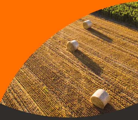 wheat bales in a field