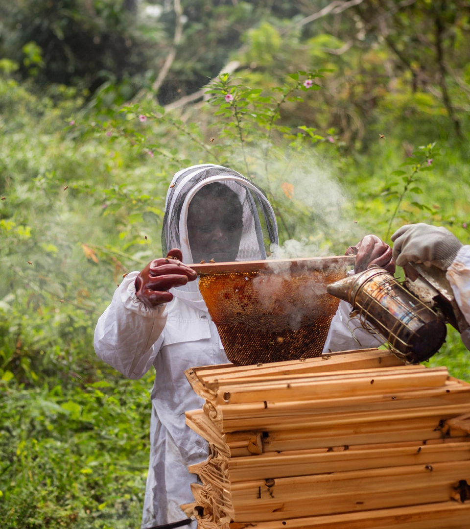 International Bee Day