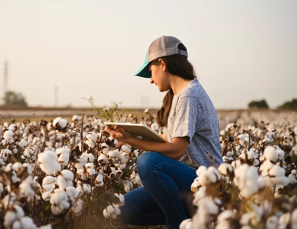 Cotton Farm