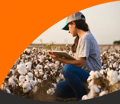 Cotton Farm