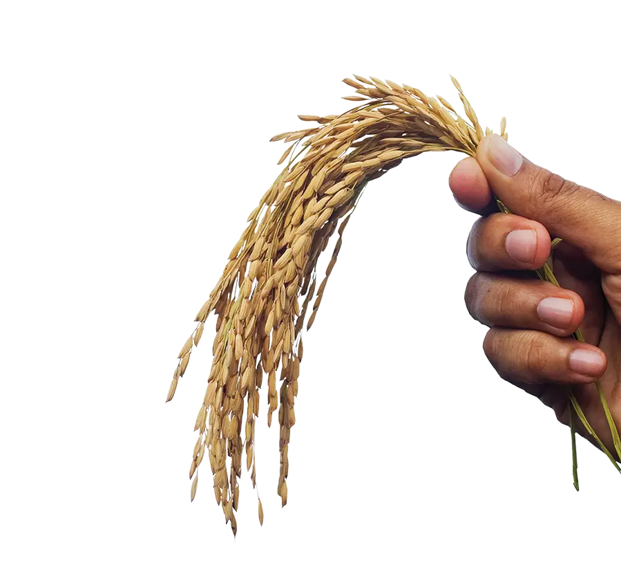 Grain in hand