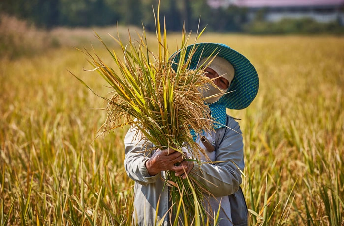 Rice