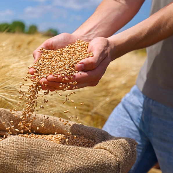 Grains & Oilseeds
