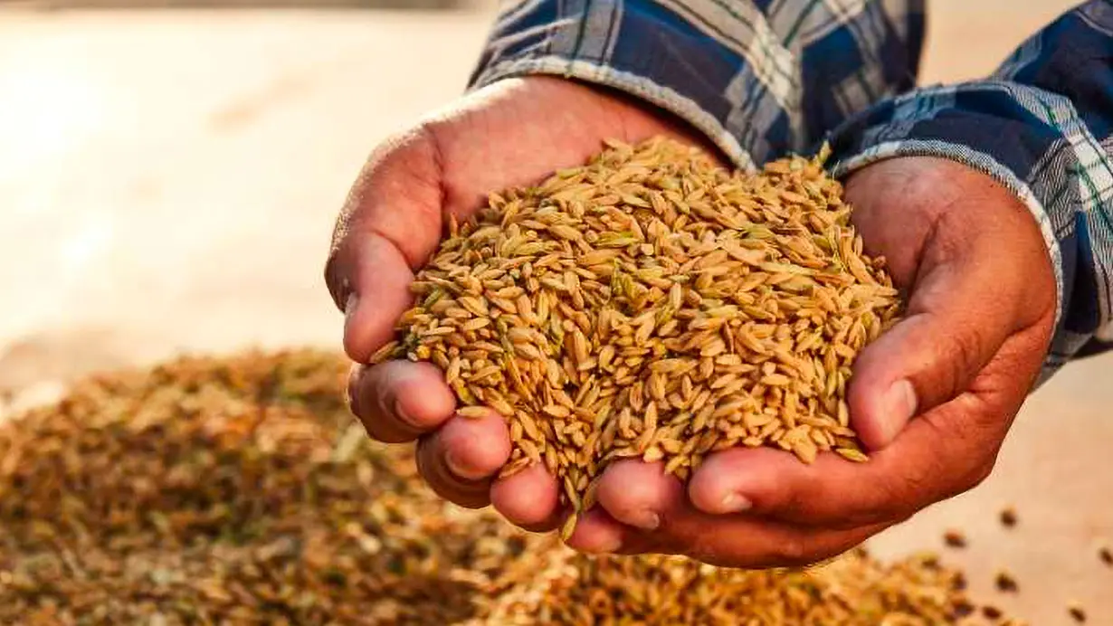 A Global Rice Network