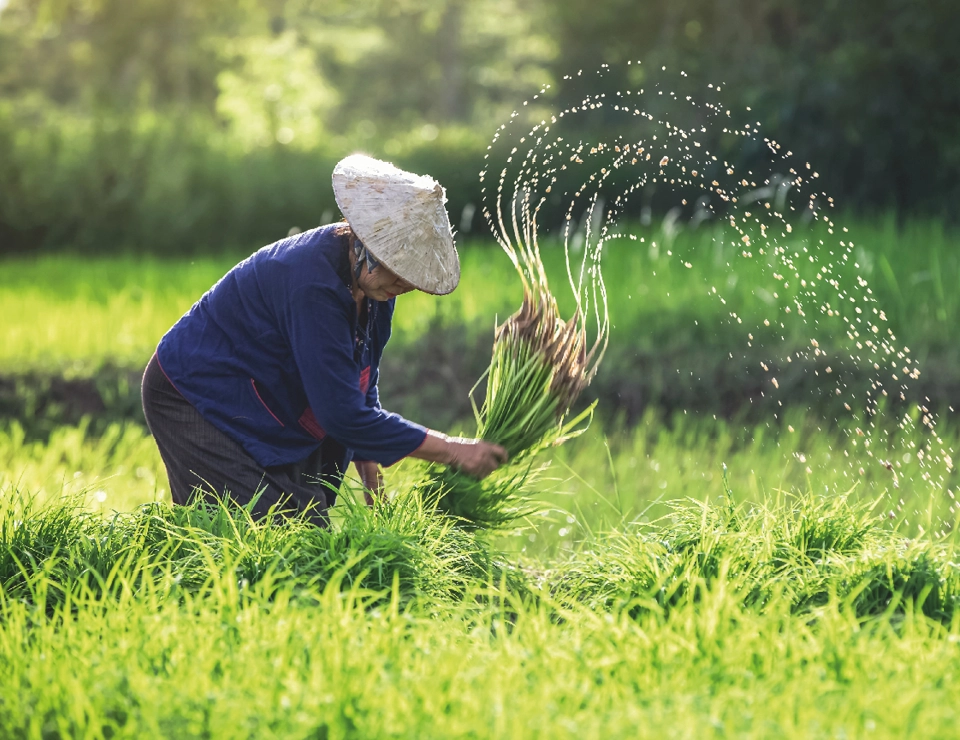 Rice growing in Vietnam