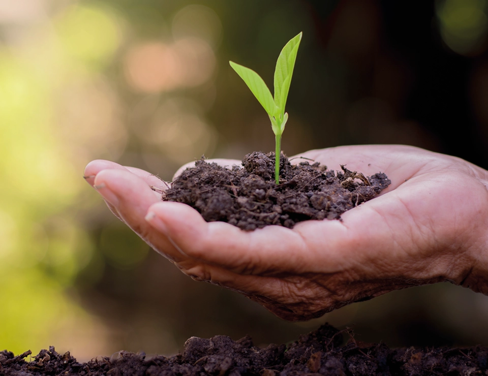 Plant growing in a hand