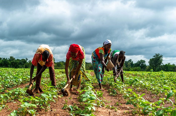 Diversifying Africa's cotton production can provide a boost