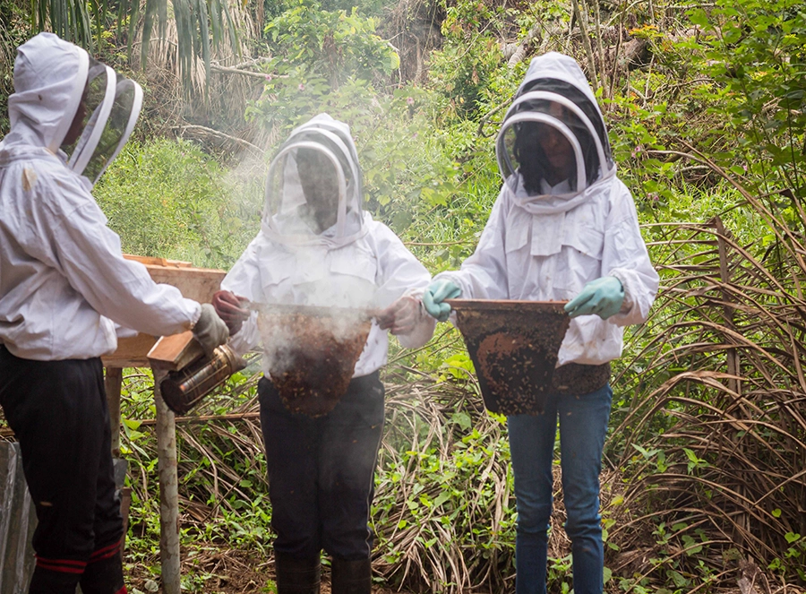Bee day event