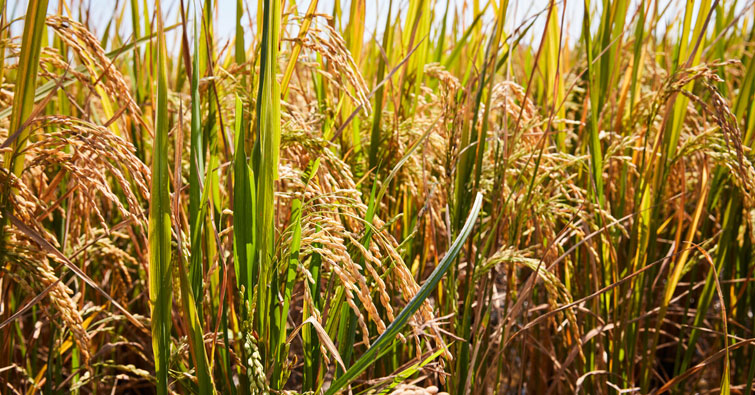 Rethinking Rice