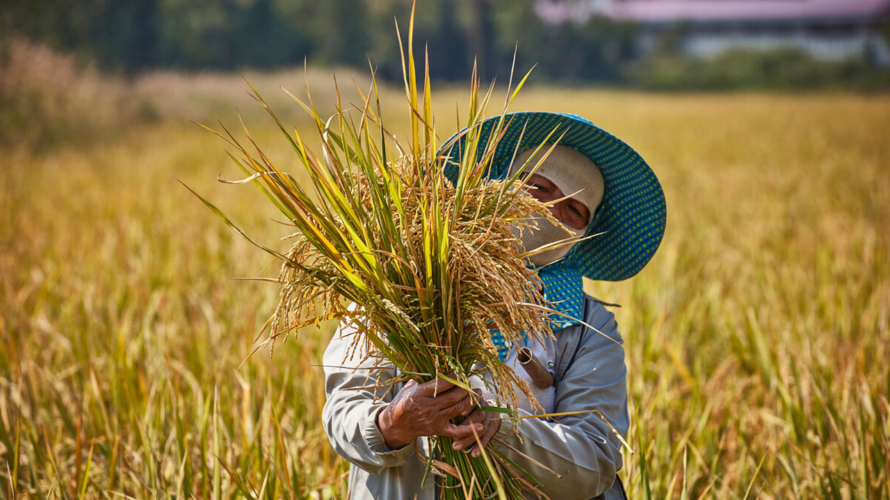 Partnership Impact: How growing rice can benefit business, communities and sustainability