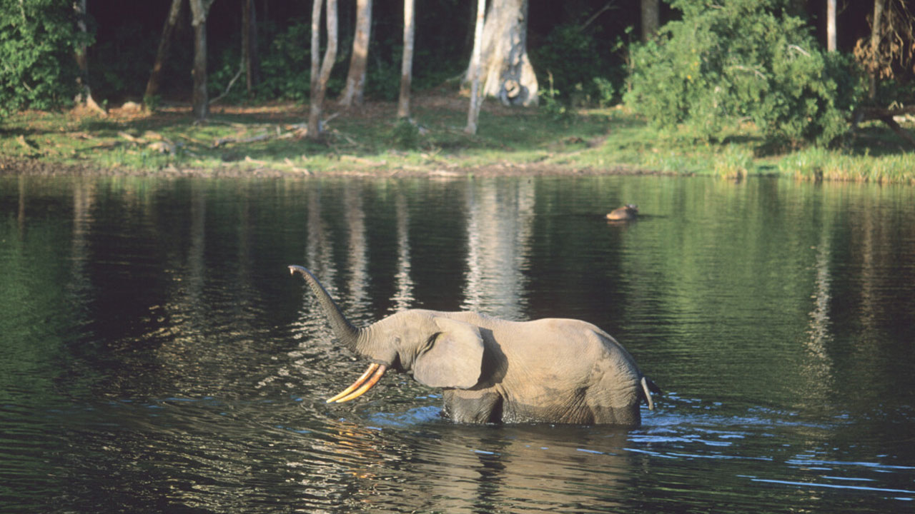 Congo - Elephant