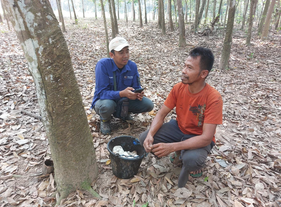 Rubber Trees