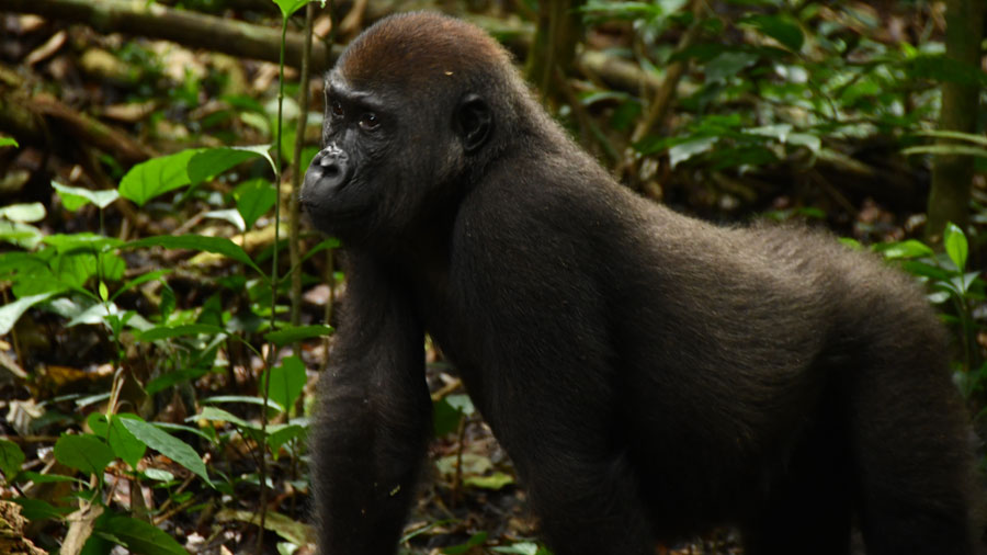 Gorilla - Congo National Park