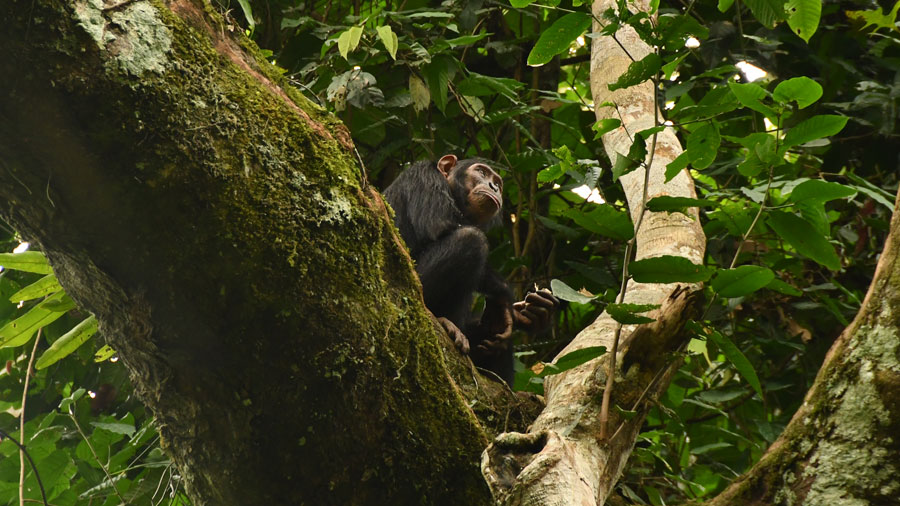 Gorilla - Congo National Park