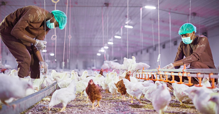 Olam Agri acquires Avisen to expand its feed capabilities into  Senegal